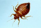 24 hour pest control Bed bug