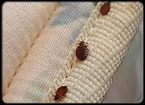 bite bed bugs