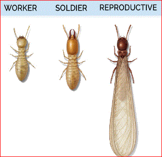 Termites, insect. , pests, Termite inspection & Removal, Yonkers, White Plains, NY.